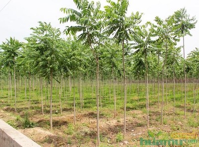 花木網專訪洛陽真趣園林 探索農業生態觀光園與園林實業的融合發展之路